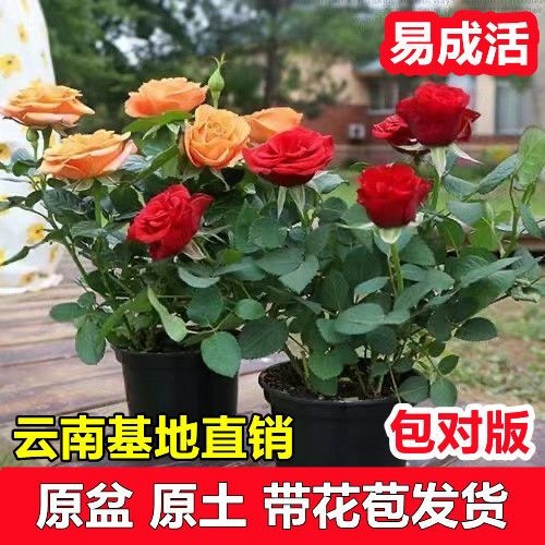 玫瑰花苗盆栽带花苞四季开花好养易活绿植物室内外阳台花卉月季苗 鲜花速递/花卉仿真/绿植园艺 绿植 原图主图