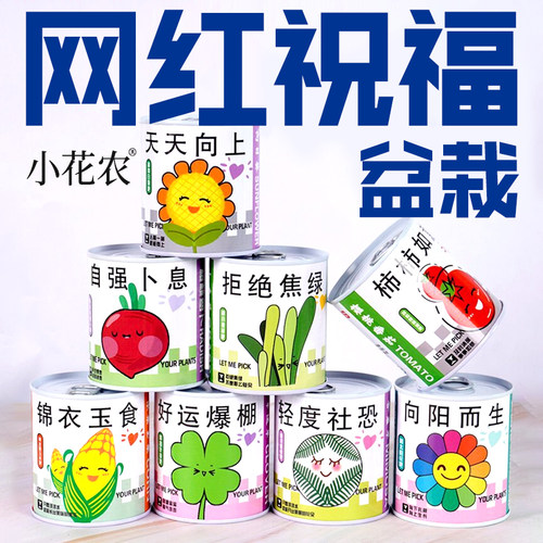 神奇植物办公室绿植小盆栽