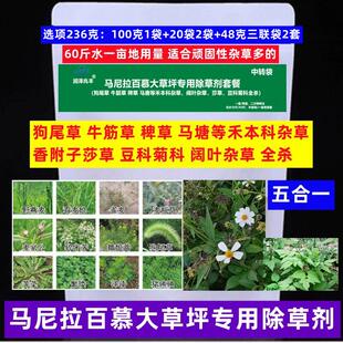 马尼拉百慕大草坪杀狗尾草牛筋草鬼针草小蓟燕麦炸酱草全杀除草剂