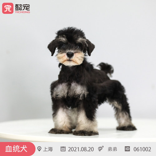 纯种雪纳瑞幼犬活体宠物狗狗CKU双血统带证包健康061002弟弟