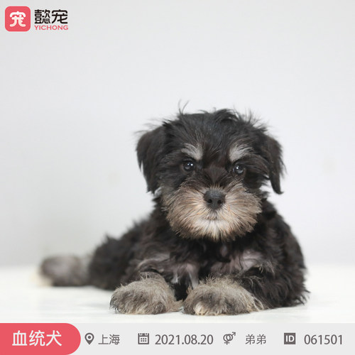 纯种活体双血统雪纳瑞幼犬