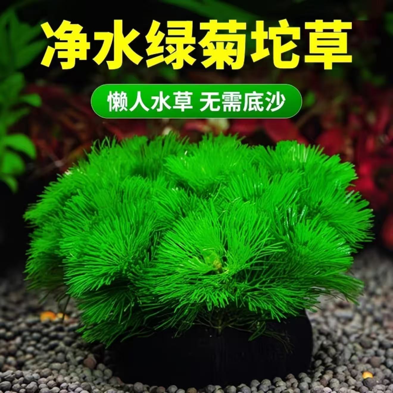 净水绿菊坨草鱼缸造景免种植