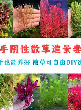 新手懒人水散草红绿色好养DIY造景鱼缸水族植物净化水质