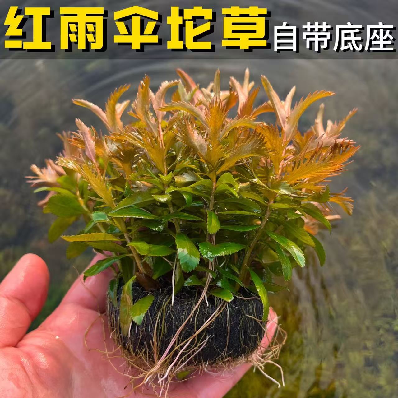 红雨伞水草自带底座易养净水