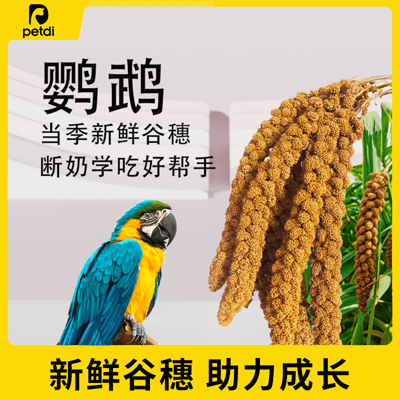 谷穗谷子穗小米穗鹦鹉仓鼠粮食
