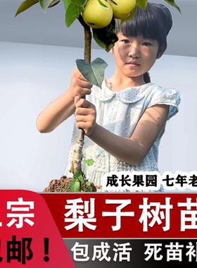 正宗四川梨树果苗当年结果翠冠黄金秋月梨嫁接梨子树果苗果树大全