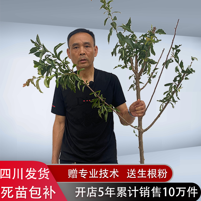 四川脱骨五月脆凤凰半边红早晚熟李子树苗南方种植水果树果苗大全