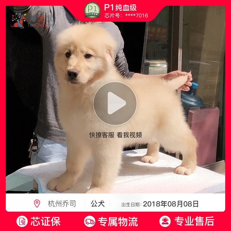 宠爱天下 丢丢宠物 金毛寻回猎犬宠物狗狗 活体?#34892;酒?#36865;保险