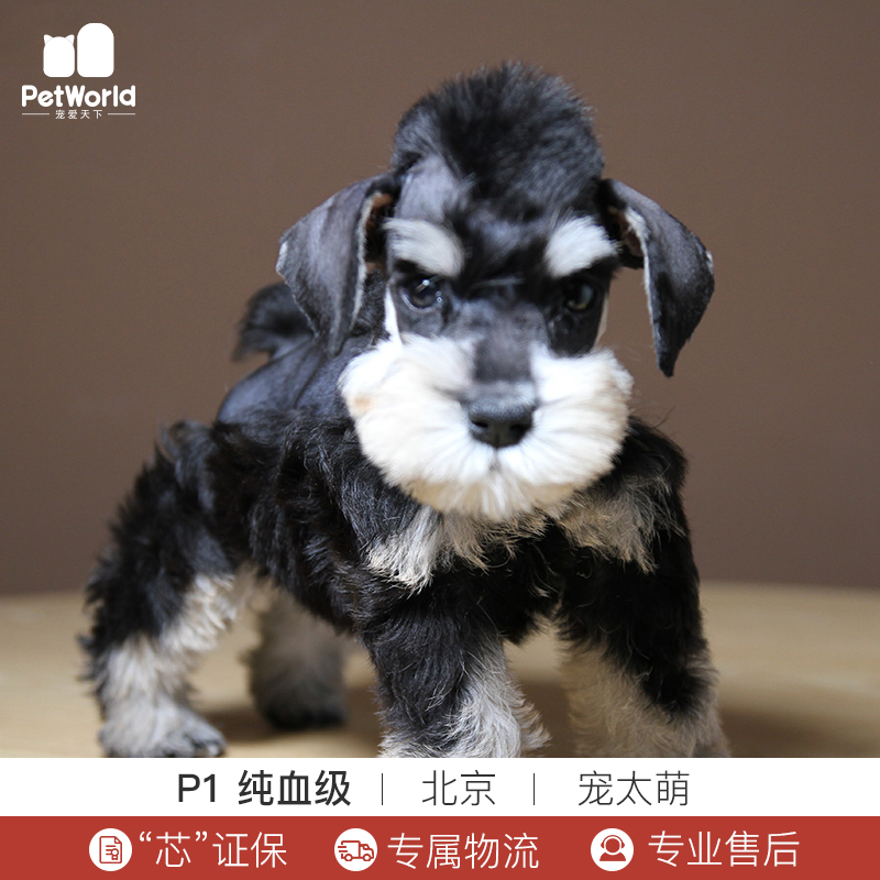 宠爱天下 宠太萌 黑银色迷你雪纳瑞梗犬幼犬活体纯种犬宠物狗狗