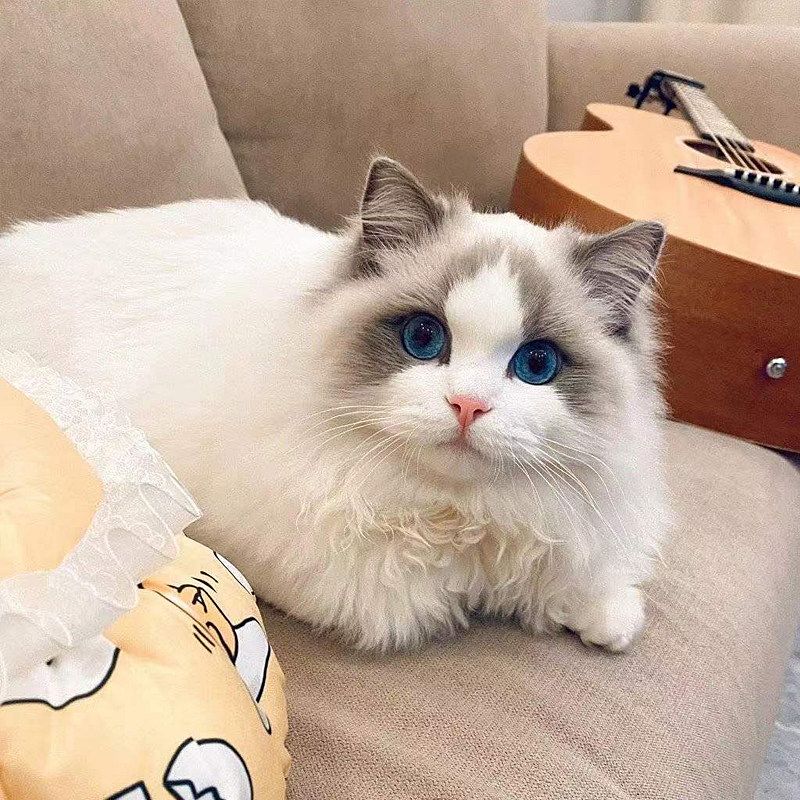 赛级布偶猫海双蓝双幼猫纯种德文宠物猫活体幼崽布偶猫仙女猫幼猫