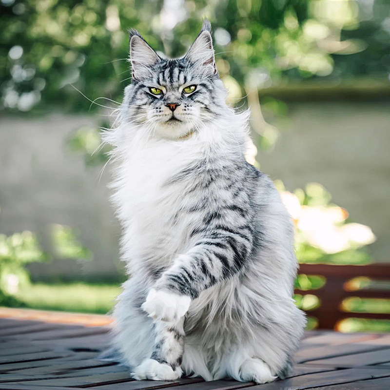 缅因猫幼猫纯种巨型缅因库恩猫赛级烟灰银虎猫活体宠物猫咪活物7