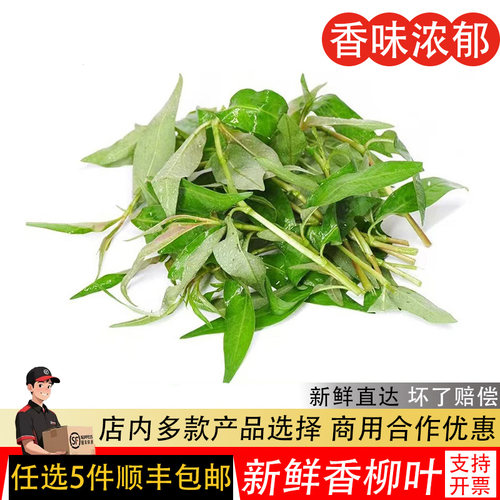 香柳叶新鲜叻沙叶香料菜拉萨叶拉