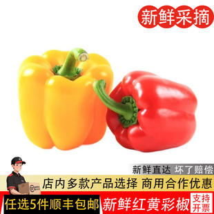 新鲜圆椒五彩椒柿子椒灯笼椒太空椒红椒黄绿椒水果椒红黄彩椒500g