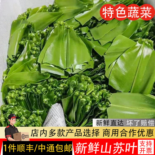 新鲜台湾山苏菜500g鸟巢蕨野菜