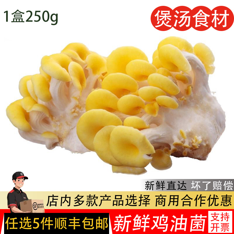 新鲜鸡油菌榆黄蘑黄金菇香菇食用