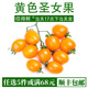 新鲜黄色圣女果樱桃小番茄西红柿新鲜蔬菜孕妇宝宝农家水果1000g
