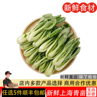 新鲜蔬菜上海青苗现摘现发小白菜农家自种油菜小青菜5份顺丰包邮