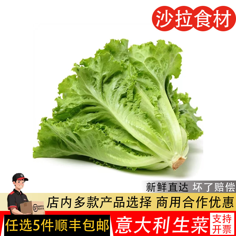 新鲜意大利生菜沙拉蔬菜叶质脆嫩