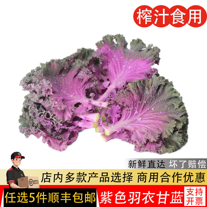 紫色羽衣甘蓝新鲜蔬菜榨汁沙拉食材紫甘蓝叶子雨衣甘蓝叶沙拉蔬菜,水产肉类/新鲜蔬果/熟食,其它,淘宝优惠券,粉丝福利购,淘宝优惠卷