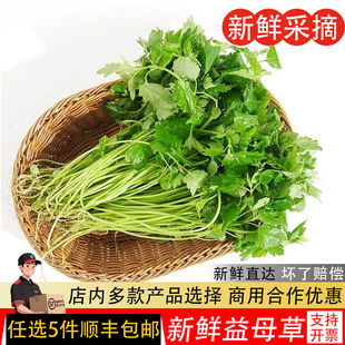 500g 益母草新鲜蔬菜坤草野菜女性修养生理期需要潮汕煲汤炒菜当季