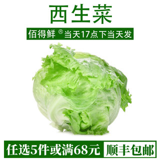 西生菜新鲜蔬菜沙拉色拉菜食材汉堡用料球包菜圆生菜新鲜蔬菜500g