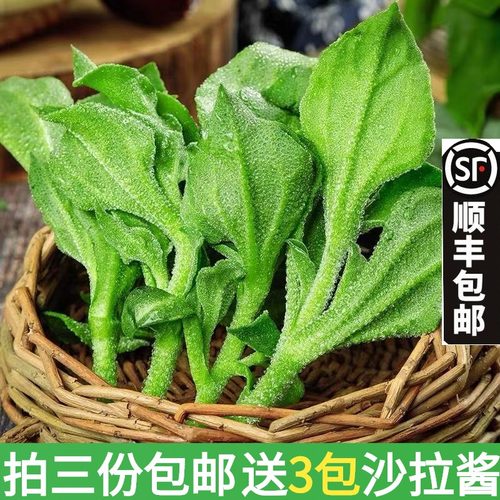 冰草价格 冰草图片 星期三