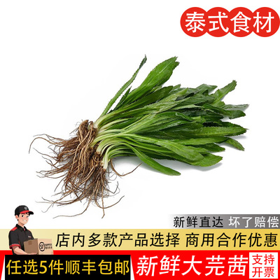 新鲜泰国香菜500g芫荽大香菜刺芹