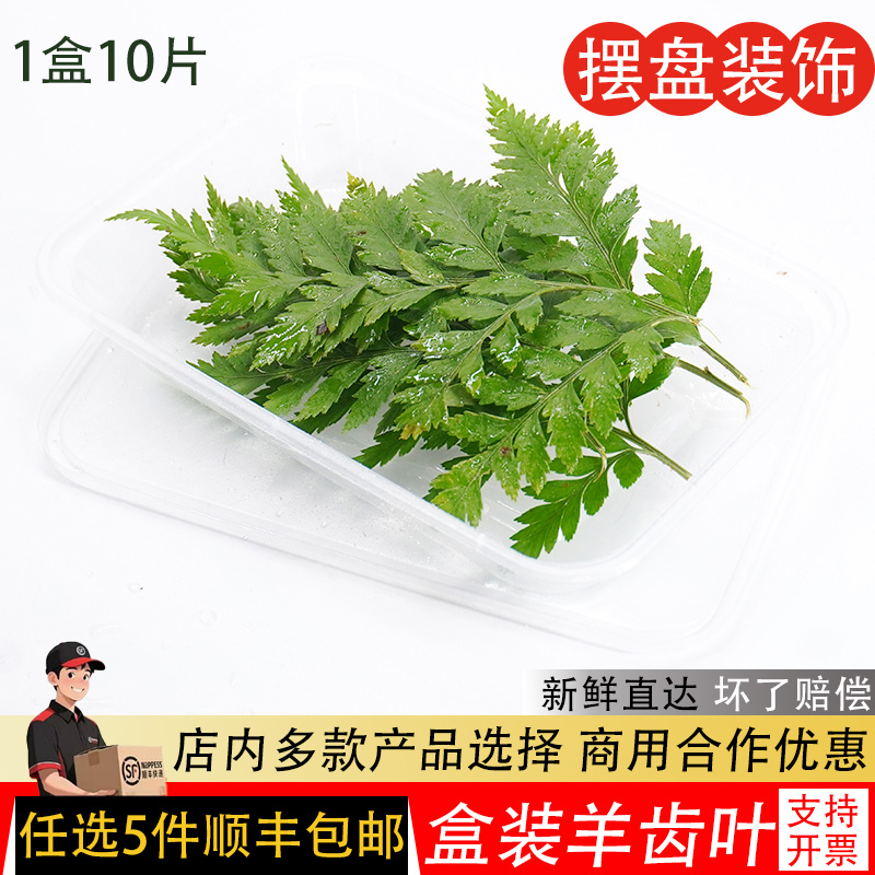 高山羊齿叶新鲜杨子叶芒叶西餐