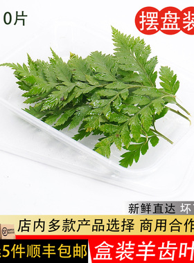 高山羊齿叶新鲜杨子叶芒叶西餐酒楼摆盘装饰花草蛋糕饮品点缀叶子