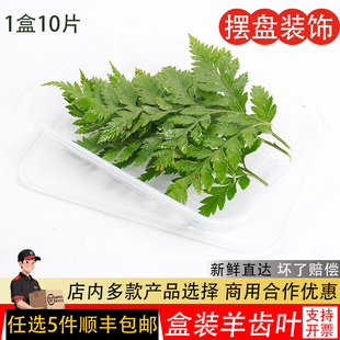 高山羊齿叶新鲜杨子叶芒叶西餐酒楼摆盘装饰花草蛋糕饮品点缀叶子