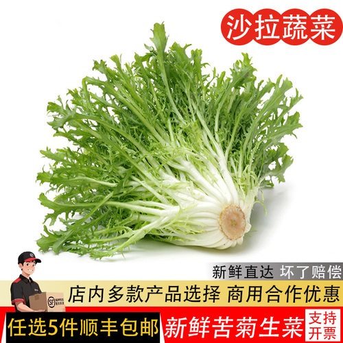苦菊新鲜苦细叶苦叶生菜健身轻食
