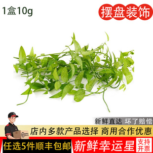 幸运星新鲜熊猫竹藤树苗阔叶舞竹酒楼餐厅摆盘装饰点缀花草叶10g