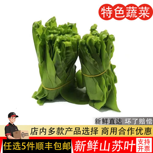 新鲜台湾山苏菜500g鸟巢蕨野菜王西餐酒店特色菜食用山苏叶