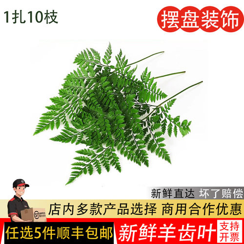 新鲜羊齿叶高山杨子叶10枝蛋糕