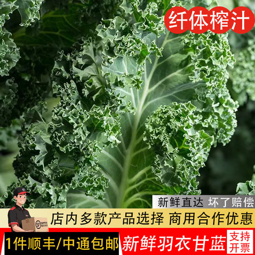 羽衣甘蓝新鲜嫩叶绿色甘兰榨汁喝