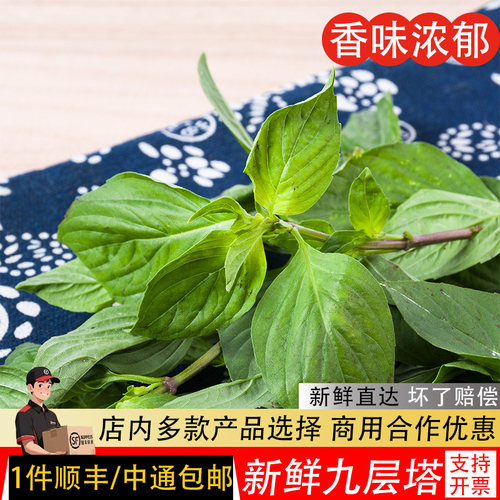 九层塔食用新鲜台湾品种金不换