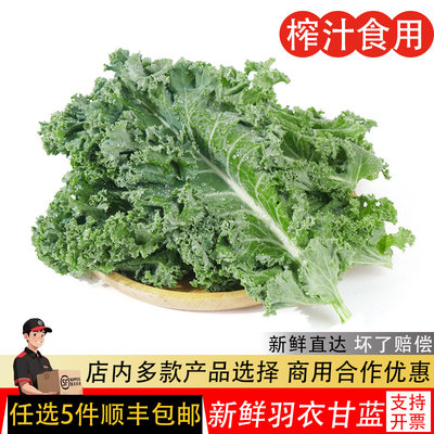 羽衣甘蓝新鲜食用蔬菜嫩叶甘兰