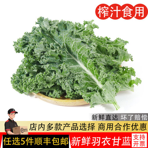 羽衣甘蓝新鲜食用蔬菜嫩叶甘兰
