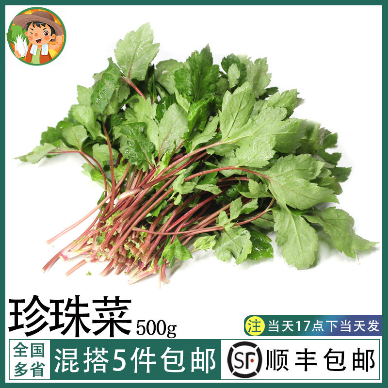 珍珠菜新鲜食用红根菜野菜狼尾花扯根农庄酒楼特色菜煲汤食材500g