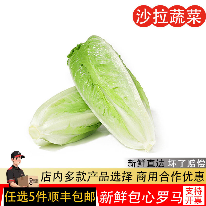 包心罗马生菜新鲜包心罗纹罗马蔬菜沙拉生菜即食生菜西餐沙拉食材