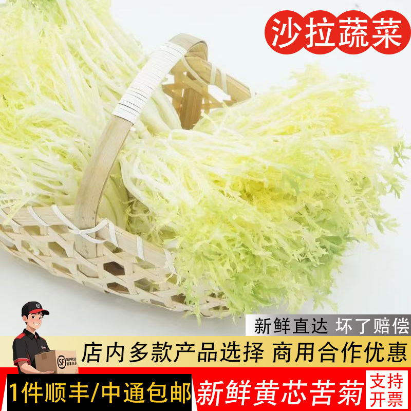 新鲜黄心苦菊沙拉蔬菜生菜苦苣菜