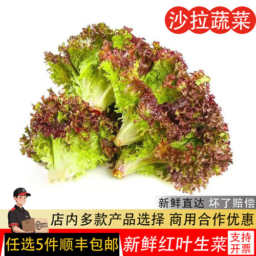 新鲜红叶生菜沙拉蔬菜西餐食材