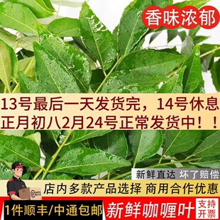新鲜咖喱叶泰国餐厅用咖喱叶调味咖喱炒饭九里香叶咖喱原料香叶