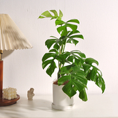 姬龟背竹飞来凤盆栽室内耐阴爬藤垂吊可开背净化空气植物水培绿植