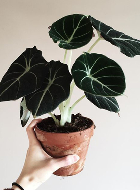 黑天鹅绒海芋Alocasia Black velvt进口盆栽办公室内网红观叶植物