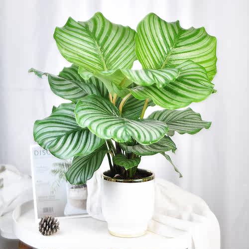 青苹果竹芋盆栽大叶型网红绿植