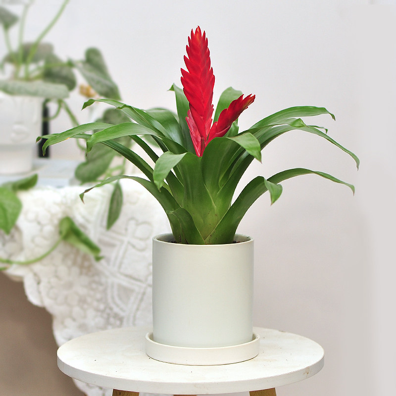 招财手红玉扇盆栽花卉植物室内送礼花寓意好鸿运当头净化空气绿植