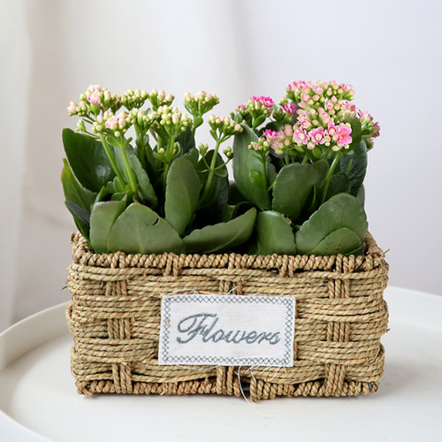 吸除甲醛净化空气不断长寿花盆栽