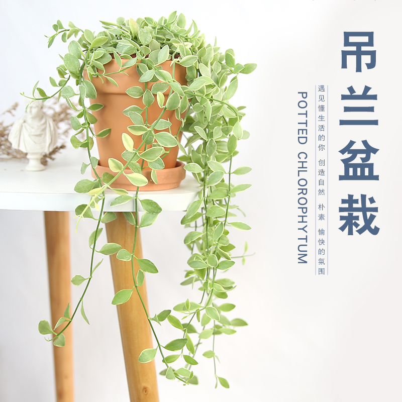 金边翡翠恋吊兰盆栽室内桌面好养