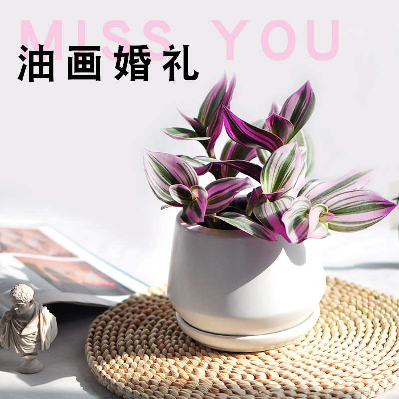 油画婚礼吊兰办公室内桌面客厅观叶盆栽多肉植物荷兰进口彩叶绿植